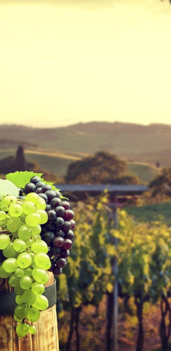 barrel vineyard grapes glass food wine Phone Wallpaper