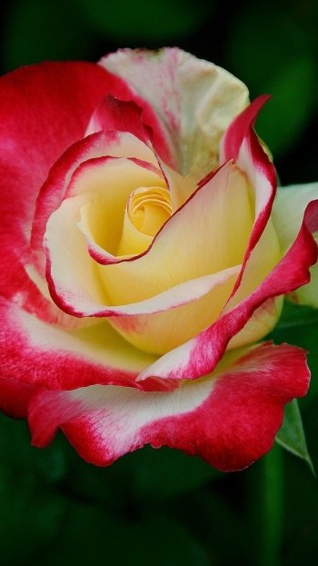 nature rose Phone Wallpaper