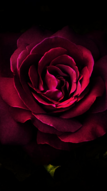  Deep Red Rose