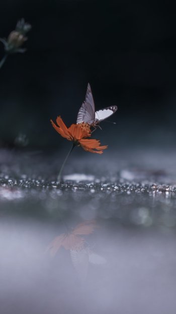 flower rain insect Animal butterfly Phone Wallpaper