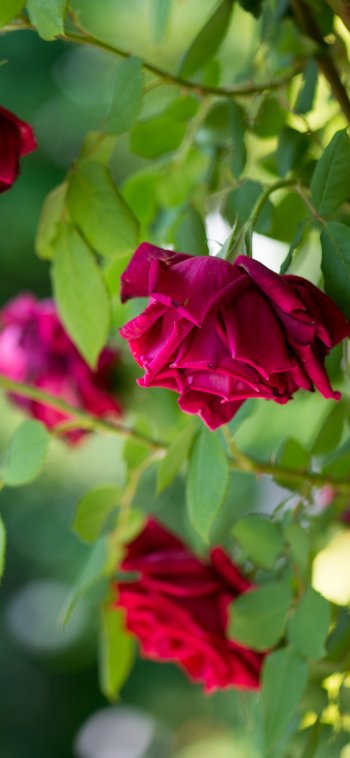 bokeh flower petal bud macro nature rose Phone Wallpaper