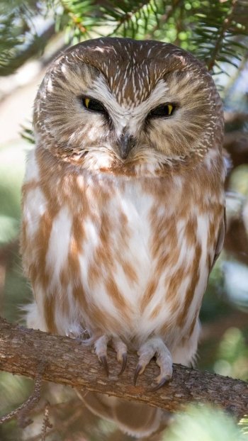bird branch Animal owl Phone Wallpaper