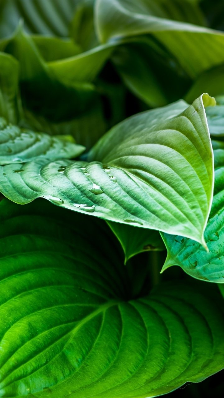 Download Green Leaf Nature Plant Phone Wallpaper