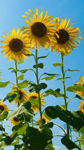 sky yellow flower nature flower sunflower Phone Wallpaper