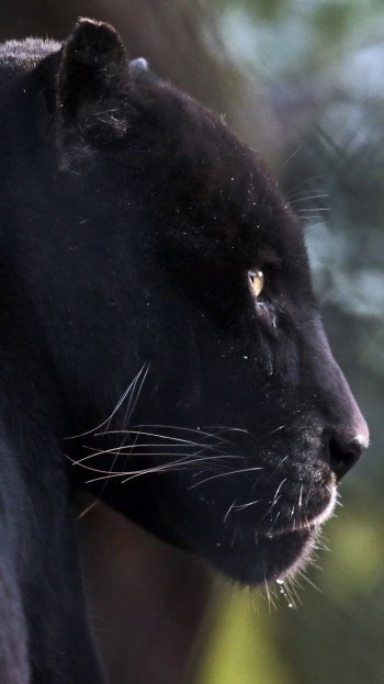 Animal black panther Phone Wallpaper