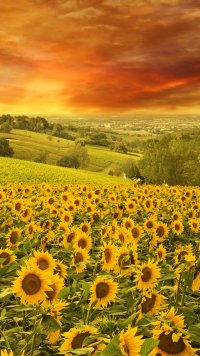 Download wallpaper 800x1420 sunflowers, flowers, lots iphone se/5s/5c/5 for  parallax hd background