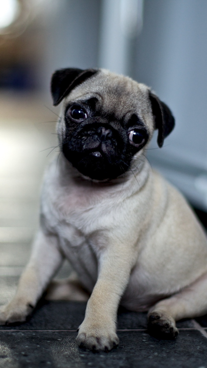 Pug Dog Hd Wallpaper For Mobile - PetsWall