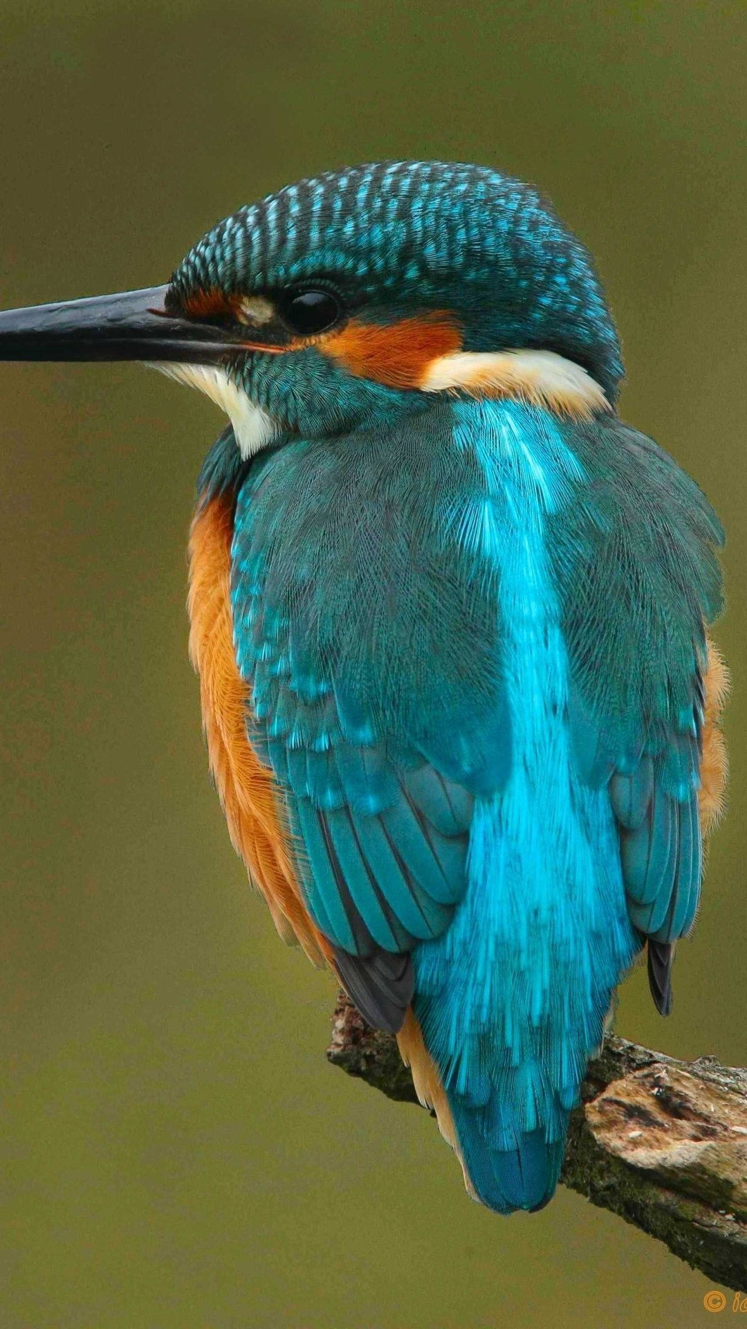 Download Animal Kingfisher Phone Wallpaper