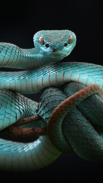 reptile snake Animal viper Phone Wallpaper