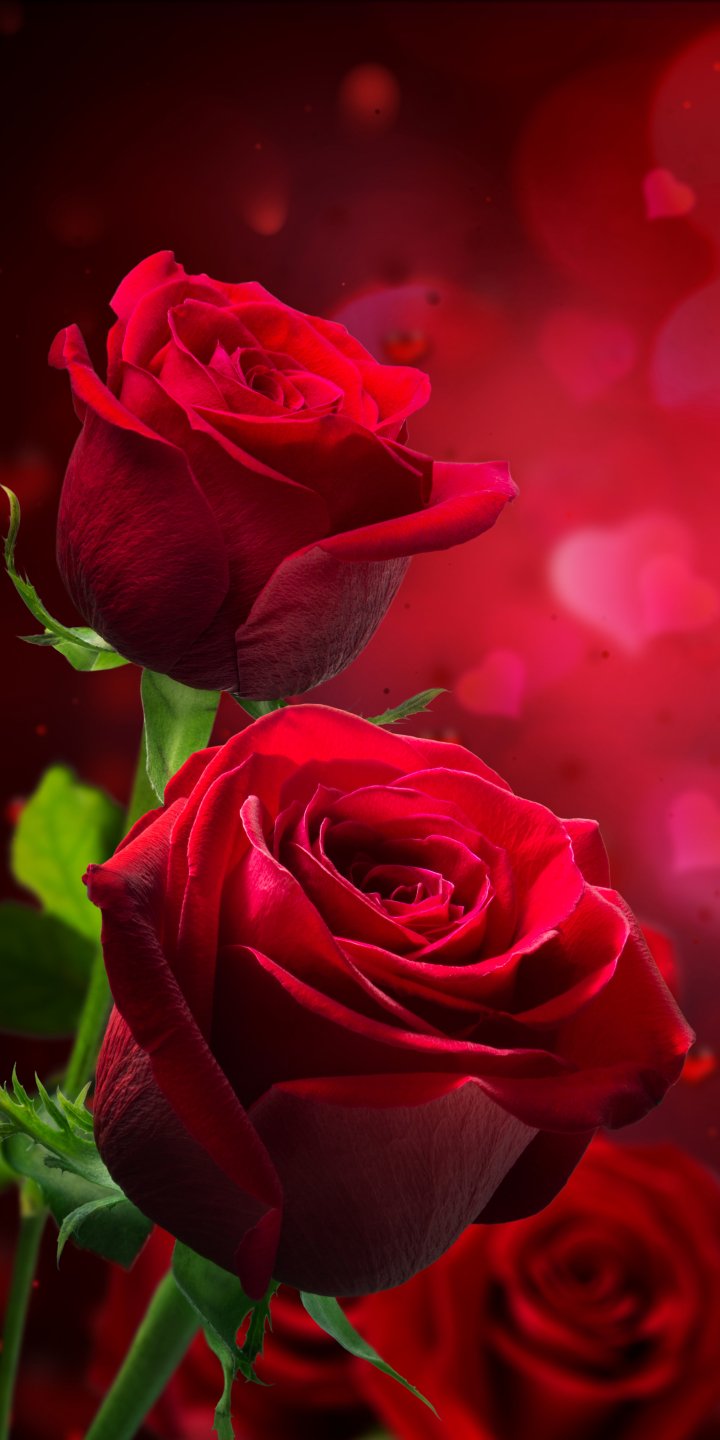Download Red Rose Red Flower Bokeh Nature Rose Phone Wallpaper