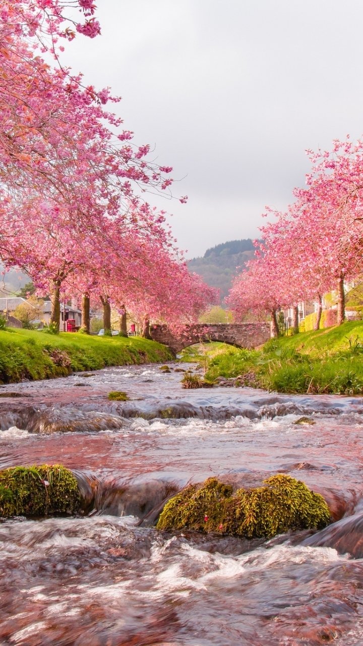 Download Nature Sakura Cherry Blossom River Pink Earth Man Made Village Phone Wallpaper