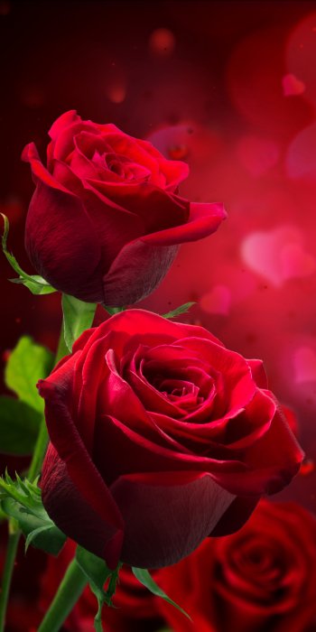 red rose red flower bokeh nature rose Phone Wallpaper
