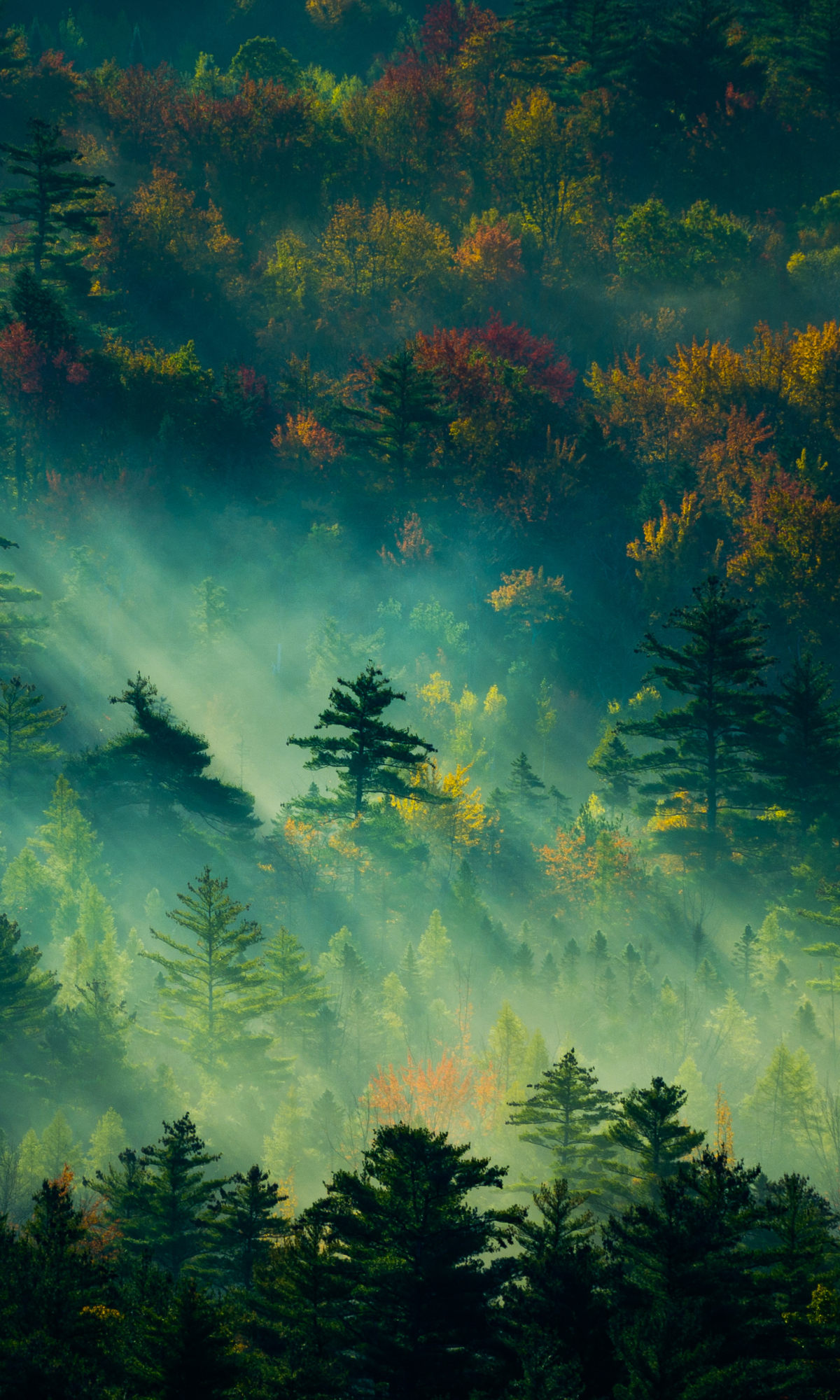 Fog in Jungle by Derek Kind