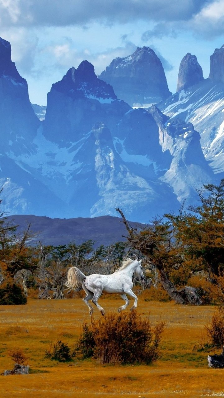 Download Patagonia Chile Mountain Landscape Animal Horse Phone Wallpaper