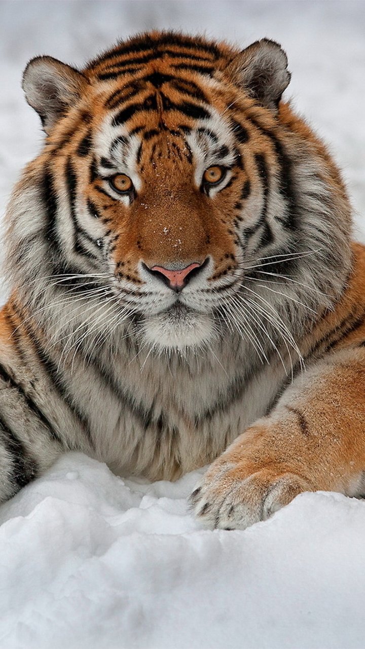 Siberian Tiger iPhone Wallpapers