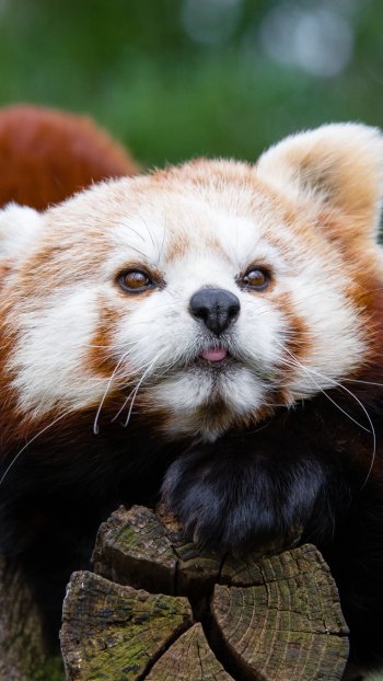 zoo Animal red panda Phone Wallpaper