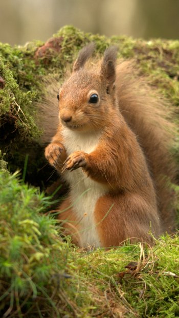 Animal squirrel Phone Wallpaper