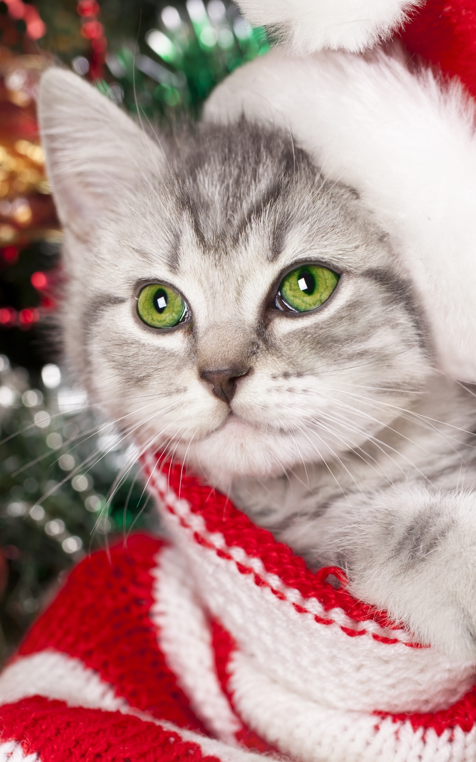 Download Bokeh Christmas Kitten Animal Cat Christmas Cat Phone Wallpaper