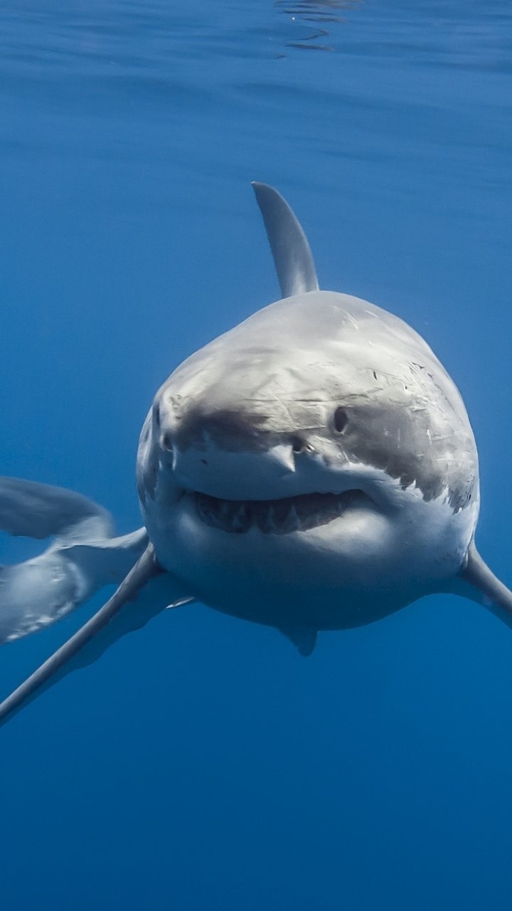 Underwater close-up of a shark approaching the camera — a blue sea life fish/animal portrait composed as a phone wallpaper.