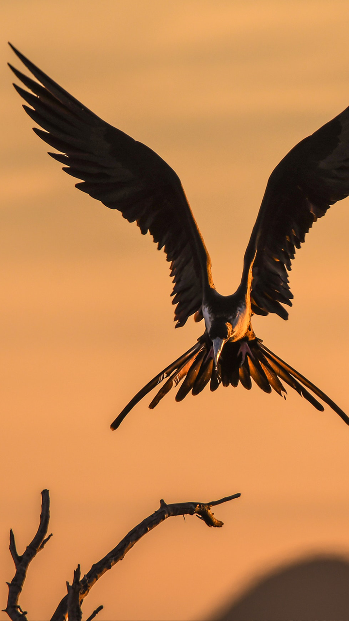 Download Animal Bird Phone Wallpaper