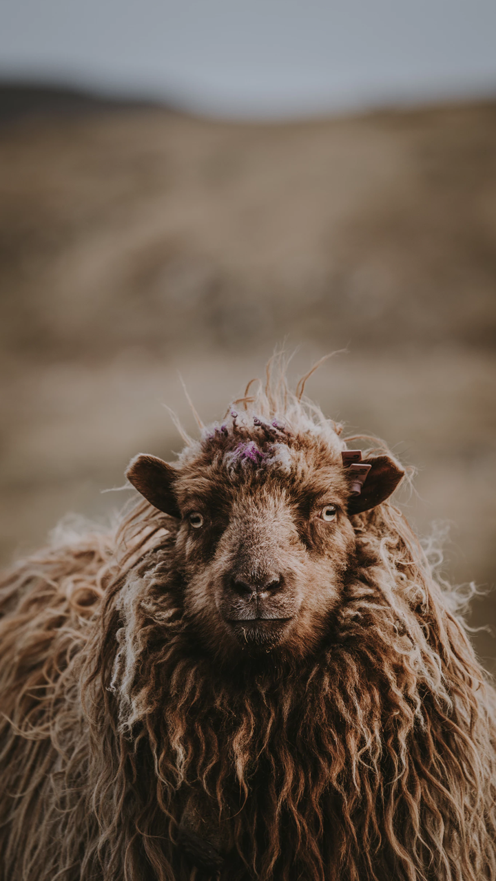 Download Lamb Animal Sheep Phone Wallpaper
