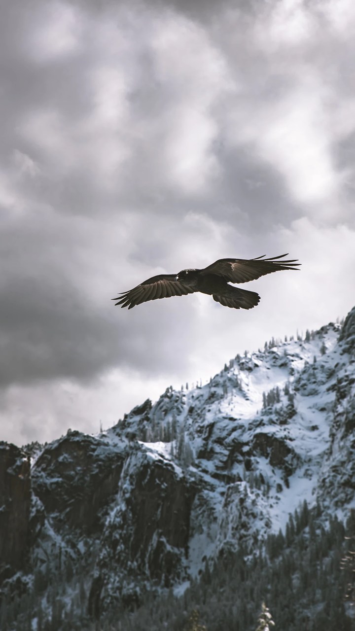 Download Animal Eagle Phone Wallpaper