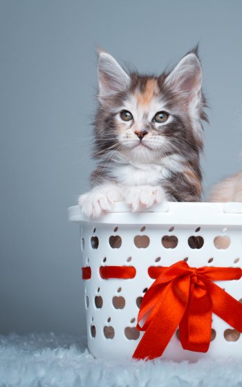 kitten ribbon basket Animal cat Phone Wallpaper