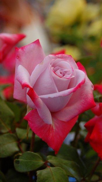 Close-up of a pink and red rose in a spring garden, captured as a vibrant phone wallpaper for iPhones and Android devices.