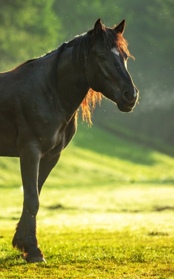 depth of field Animal horse Phone Wallpaper