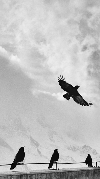 Animal crow Phone Wallpaper