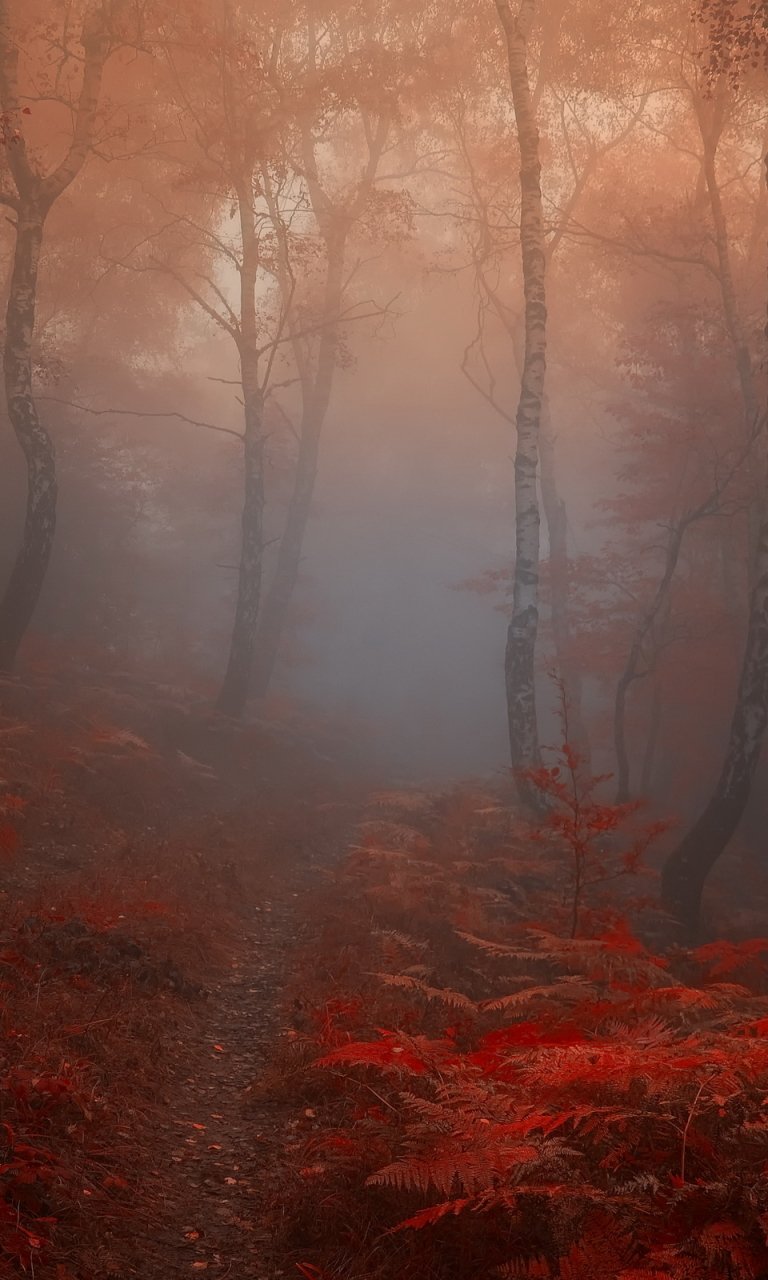 Download Fall Fog Nature Forest Phone Wallpaper