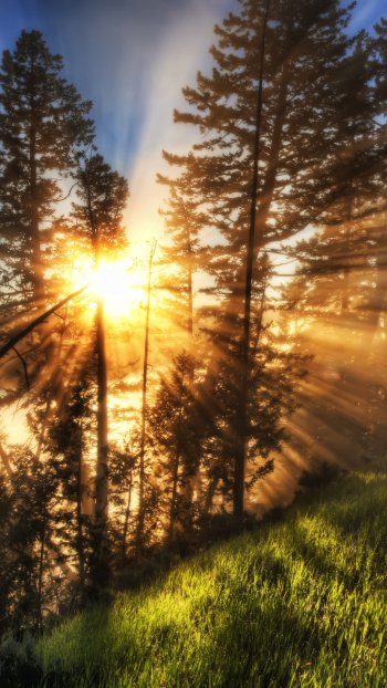 tree sunbeam sun nature sunrise Phone Wallpaper