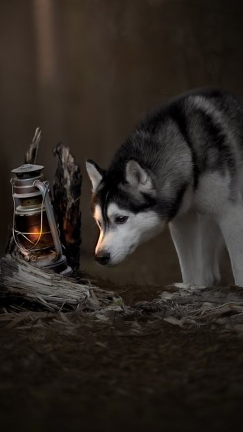 lantern baby animal puppy dog Animal husky Phone Wallpaper