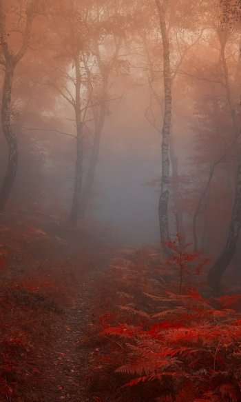 fall fog nature forest Phone Wallpaper