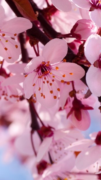 nature blossom Phone Wallpaper
