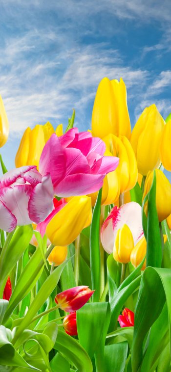  Colorful Tulips