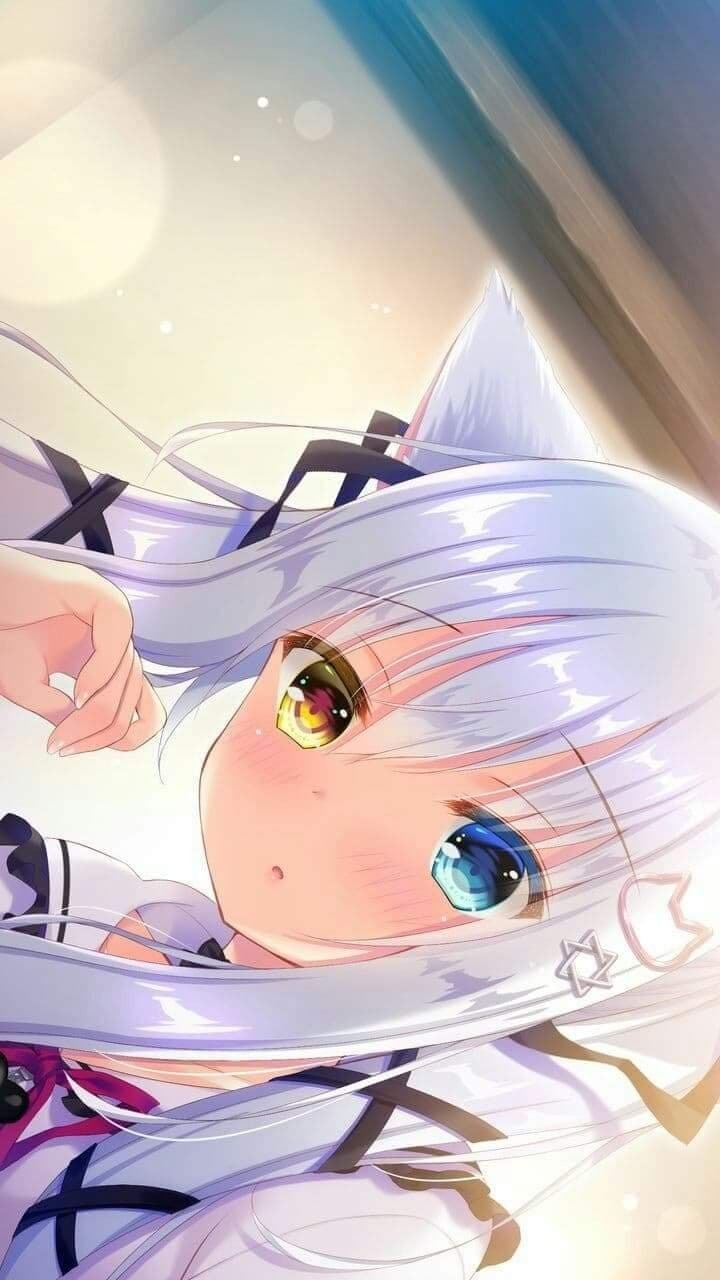 Download Heterochromia Anime Girl Anime Girl Phone Wallpaper