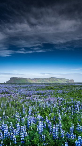  Lupine Field
