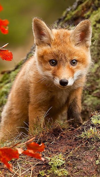  Fox Cub in Autumn