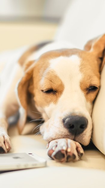 sleeping muzzle dog Animal beagle Phone Wallpaper