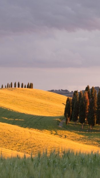 nature tree summer sunny hill field Phone Wallpaper