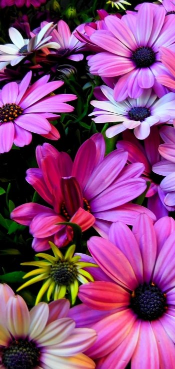  Colorful Daisies