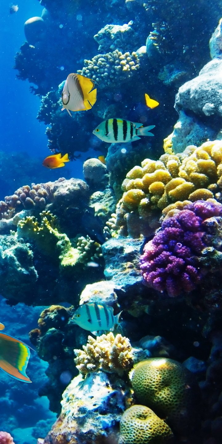 Download Animal Fish Phone Wallpaper