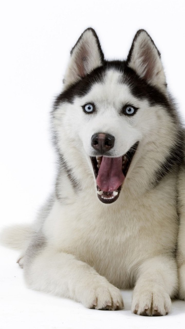 Download Dog Animal Husky Phone Wallpaper