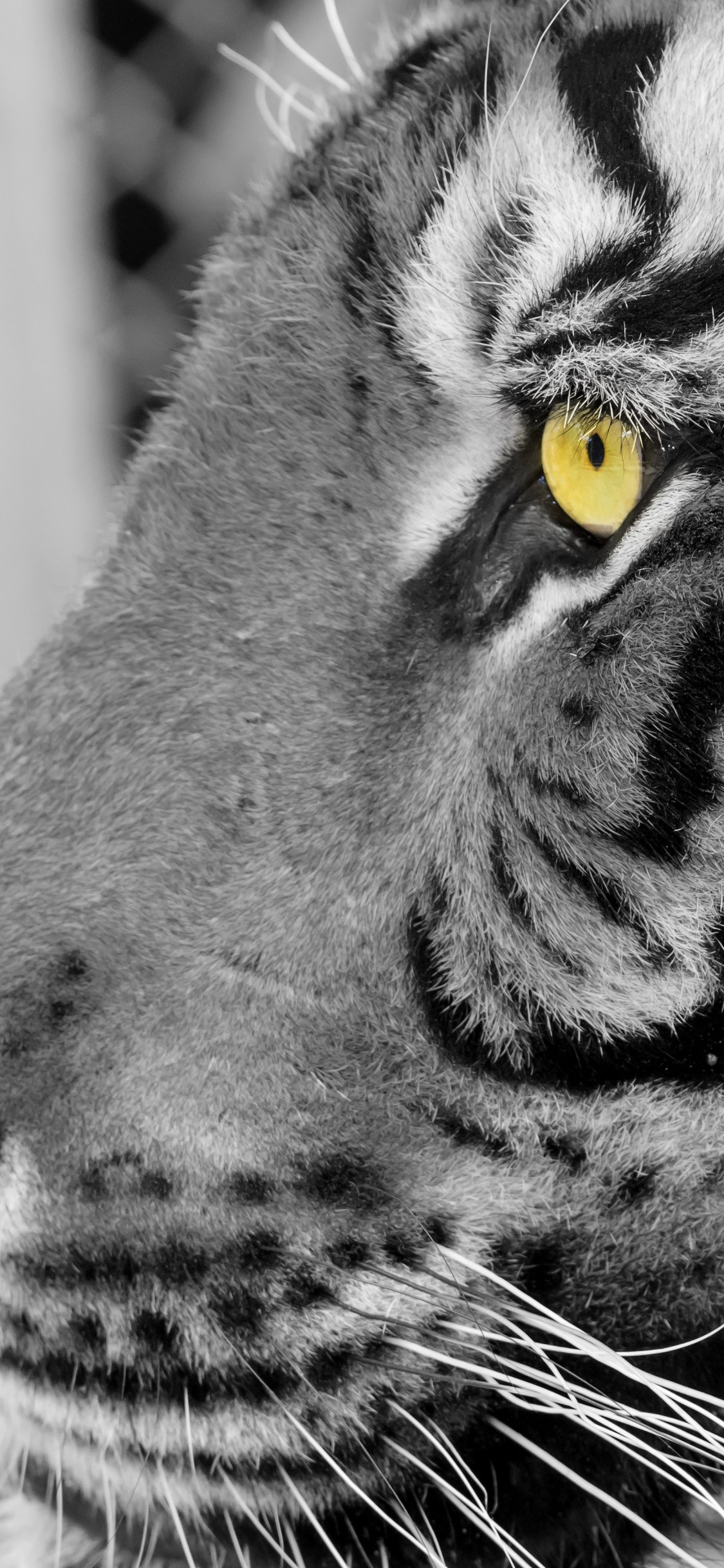 Download Animal Tiger Phone Wallpaper