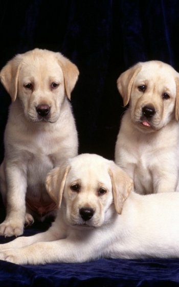 cute puppy dog Animal Labrador Retriever Phone Wallpaper