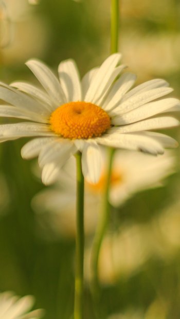 summer white flower macro nature flower chamomile Phone Wallpaper