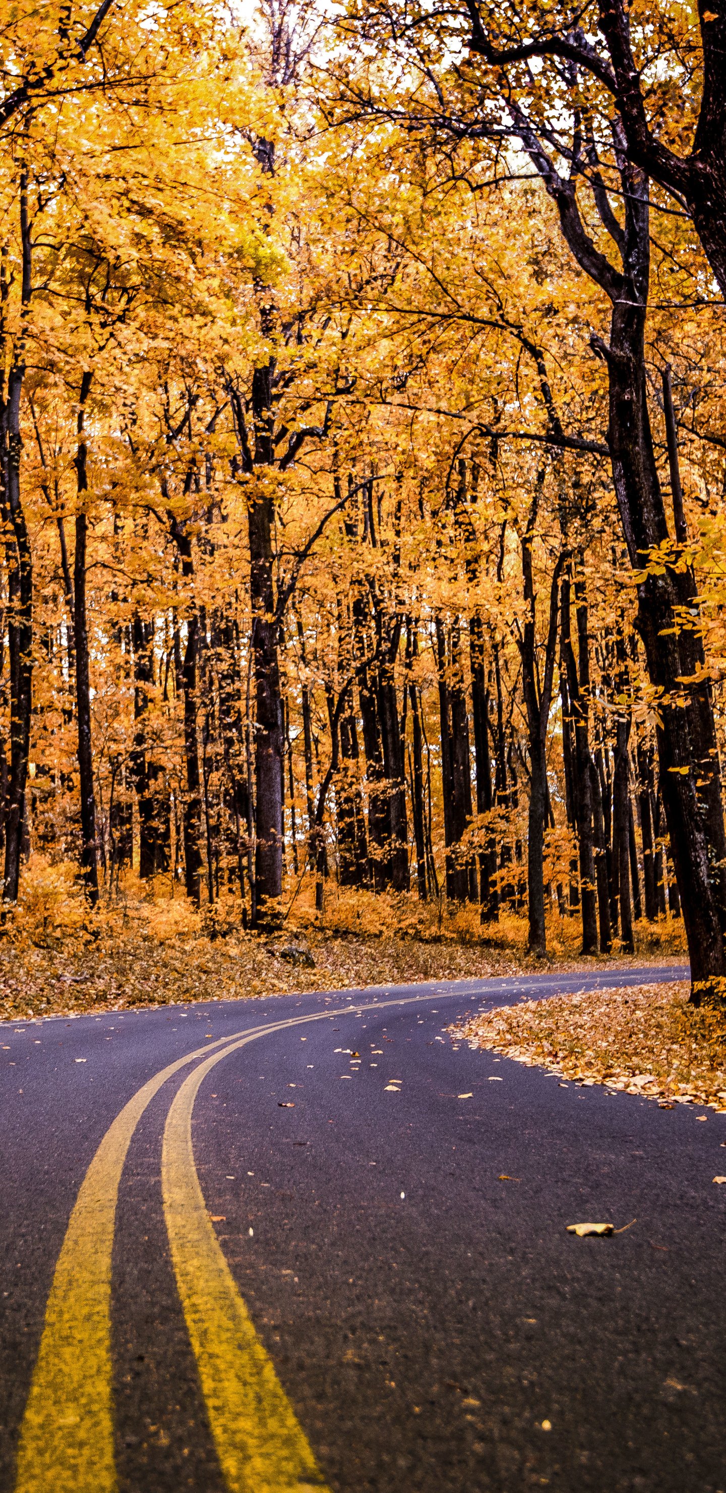 Download Fall Forest Man Made Road Phone Wallpaper