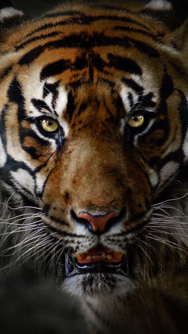 Download Face Animal Tiger Phone Wallpaper