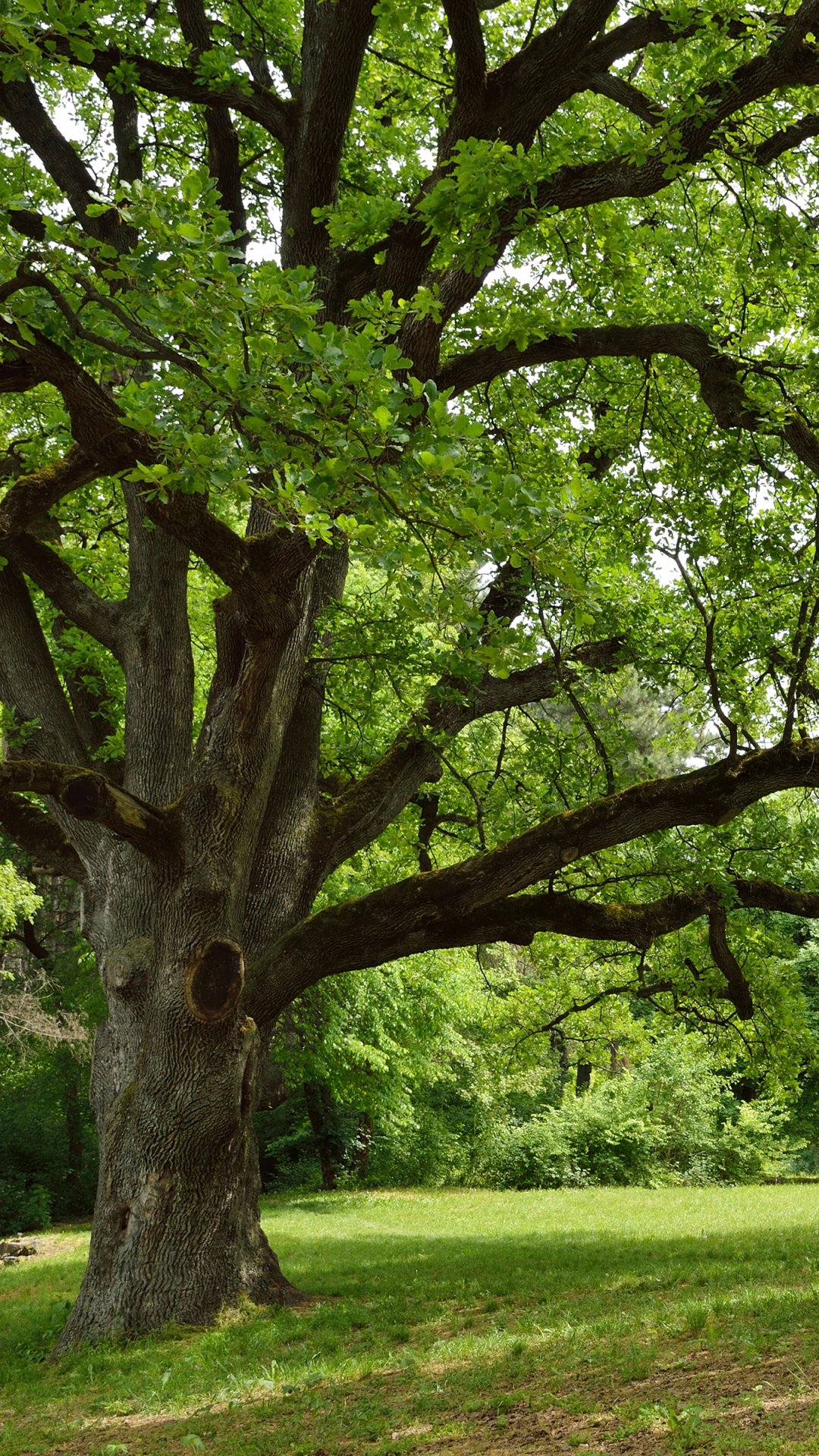 Lush green tree in a spring park setting, showcasing vibrant foliage and natural beauty, designed as a phone wallpaper for iPhones and Android devices.